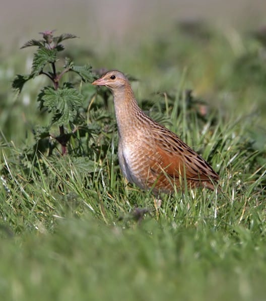 A Corncrake blending into the machair—a secretive rail that thrives in Hebridean meadows.
