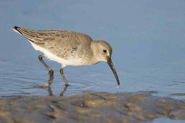 Dunlin feeding along the shoreline—a migratory shorebird frequently spotted in the Hebrides