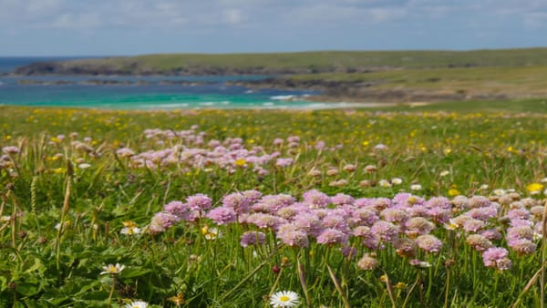 The machair near Tràigh Shanndaidh in Ness, Isle of Lewis.